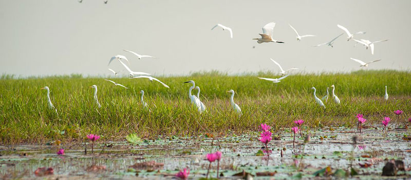 best-time-to-visit-chilika