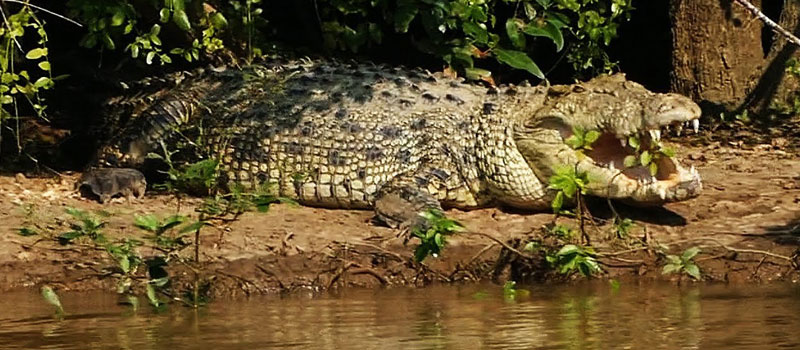 bhitarkanika-wildlife-sanctuary