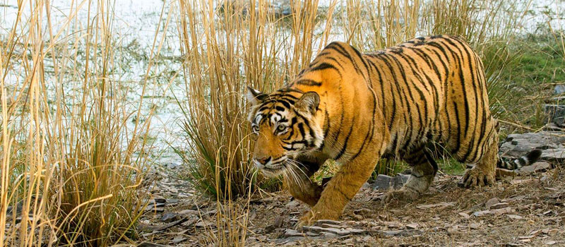 satkosia-tiger-reserve-odisha