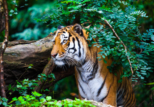satkosia-tiger-reserve-odisha