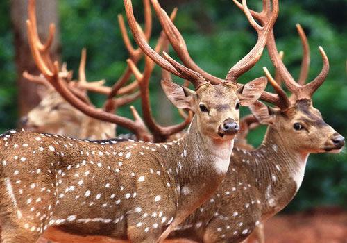 wildlife-tours-in-odisha
